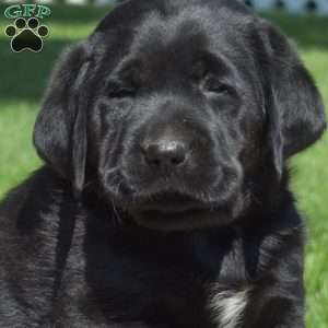 Gypsy, Black Labrador Retriever Puppy