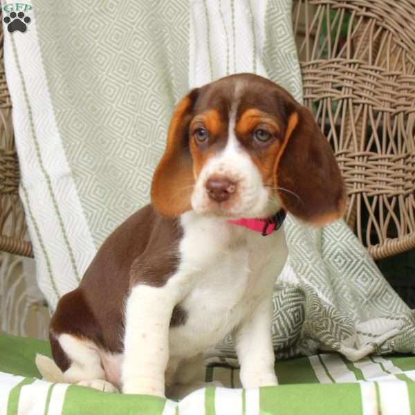 Hadley, Beagle Puppy