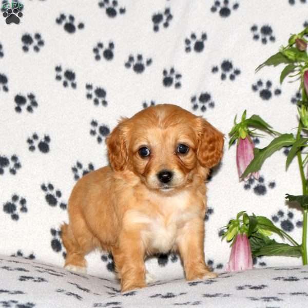 Hadley, Cavachon Puppy