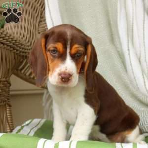 Hadley, Beagle Puppy