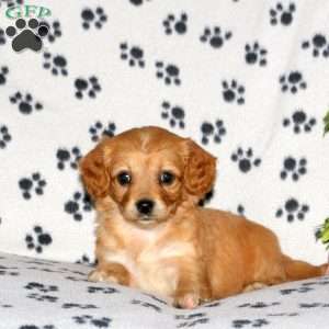 Hadley, Cavachon Puppy