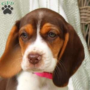 Hadley, Beagle Puppy