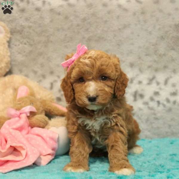 Hailey, Miniature Poodle Mix Puppy