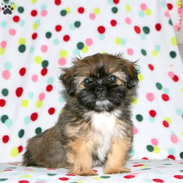 Hailey, Shorkie Puppy