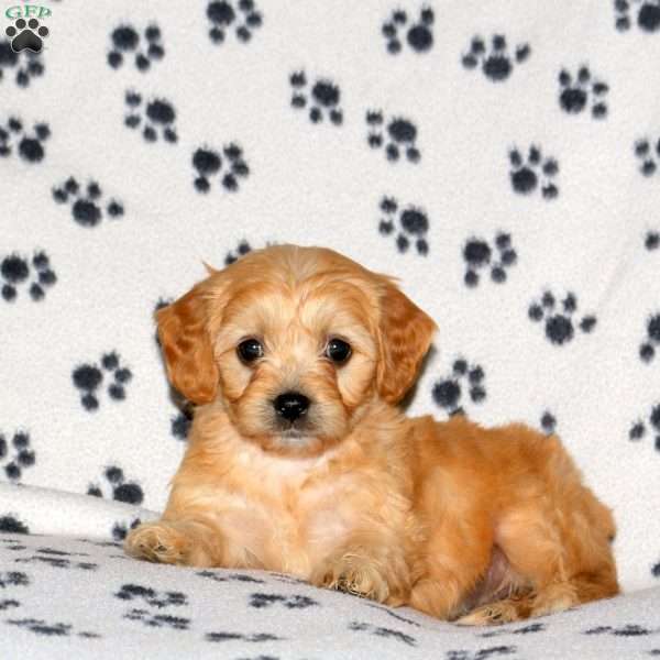 Hailey, Cavachon Puppy