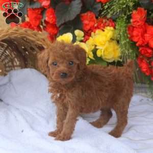 Hailey, Miniature Poodle Puppy