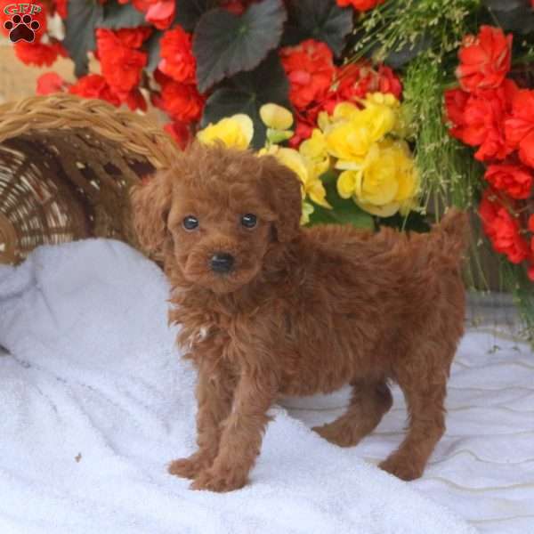 Hailey, Miniature Poodle Puppy