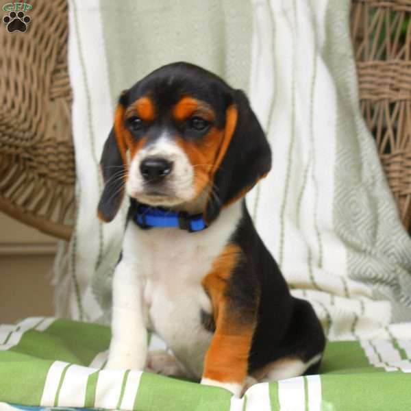 Hailey, Beagle Puppy