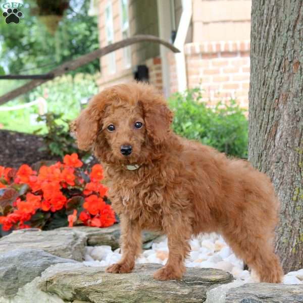 Hailey, Miniature Poodle Puppy