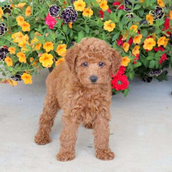 Hailey, Miniature Poodle Puppy