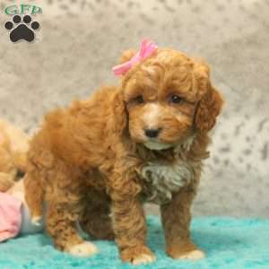 Hailey, Miniature Poodle Mix Puppy