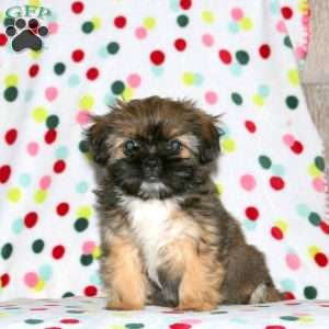 Hailey, Shorkie Puppy
