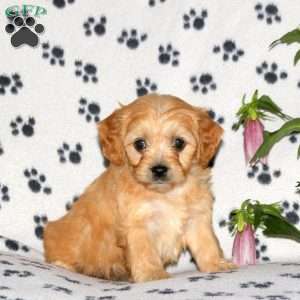 Hailey, Cavachon Puppy