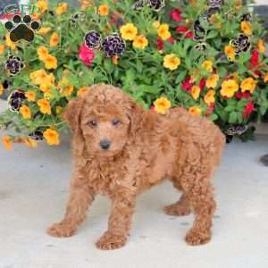 Hailey, Miniature Poodle Puppy