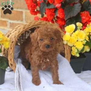 Hailey, Miniature Poodle Puppy