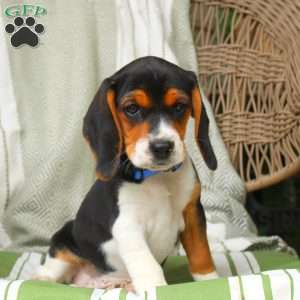 Hailey, Beagle Puppy
