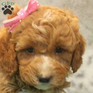 Hailey, Miniature Poodle Mix Puppy