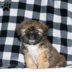 Hailey, Shorkie Puppy