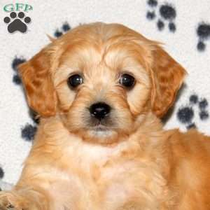 Hailey, Cavachon Puppy