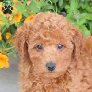 Hailey, Miniature Poodle Puppy