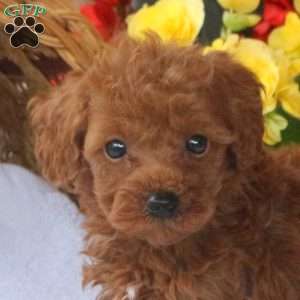 Hailey, Miniature Poodle Puppy