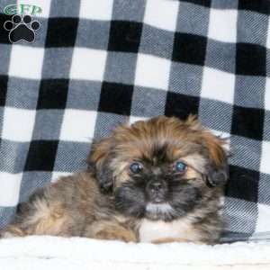 Hailey, Shorkie Puppy