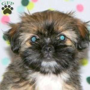 Hailey, Shorkie Puppy