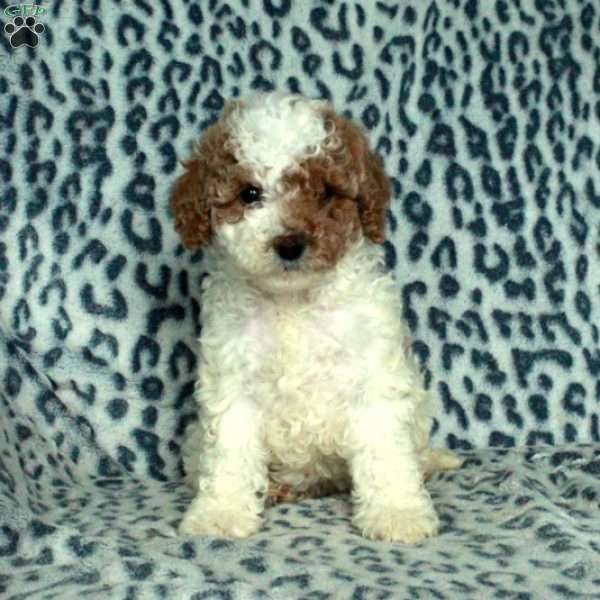 Hallie, Miniature Poodle Puppy