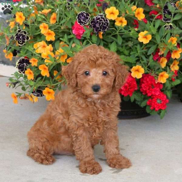Hank, Miniature Poodle Puppy
