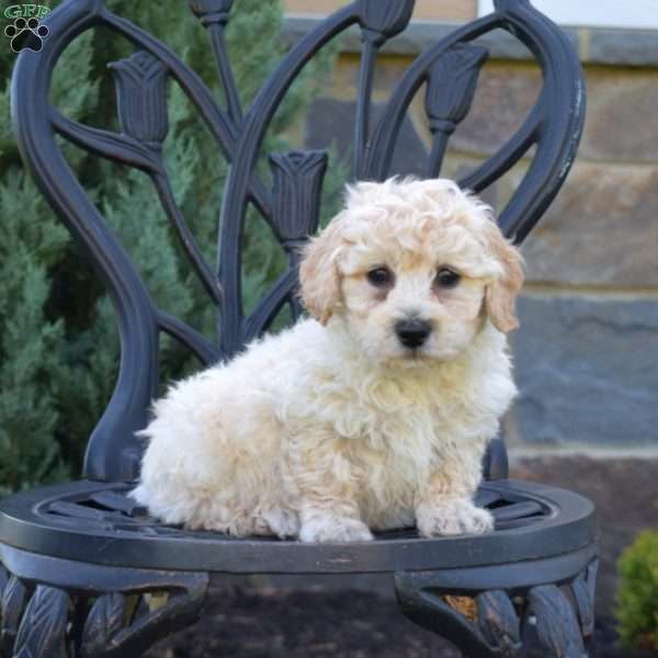 Hank, Bich-Poo Puppy