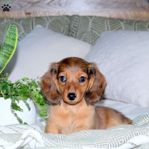 Hank, Dachshund Puppy