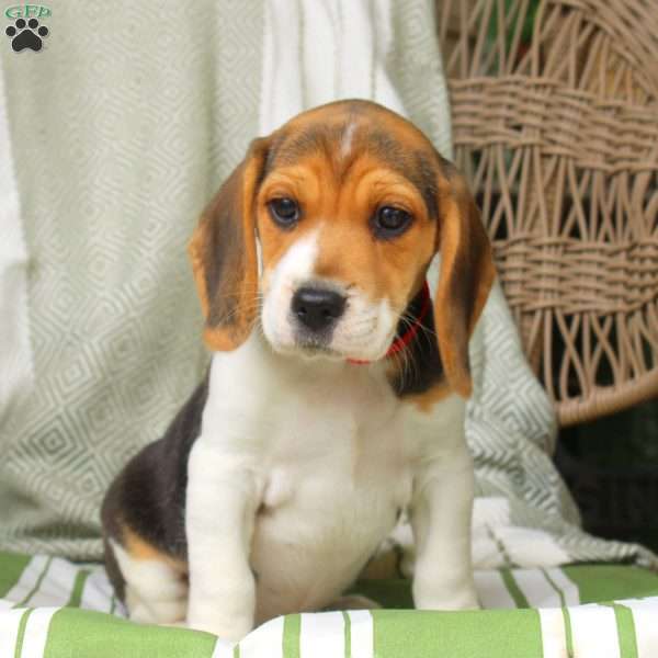 Hank, Beagle Puppy