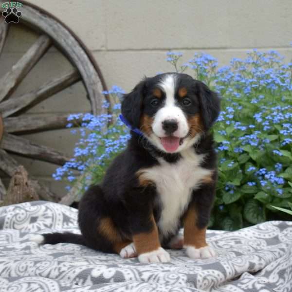 Hank, Bernese Mountain Dog Puppy