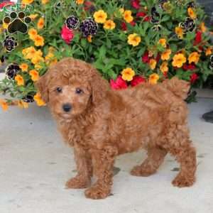 Hank, Miniature Poodle Puppy