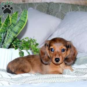 Hank, Dachshund Puppy