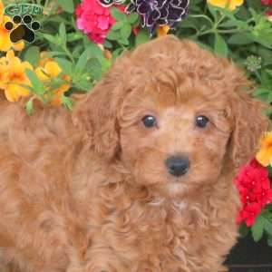 Hank, Miniature Poodle Puppy