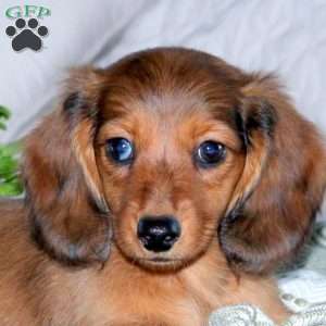 Hank, Dachshund Puppy