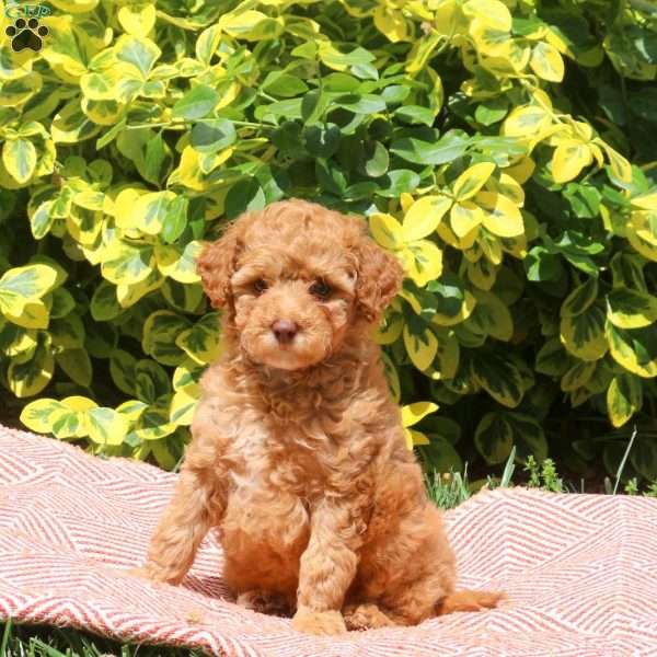 Hanna, Miniature Poodle Puppy