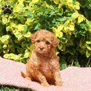 Hanna, Miniature Poodle Puppy