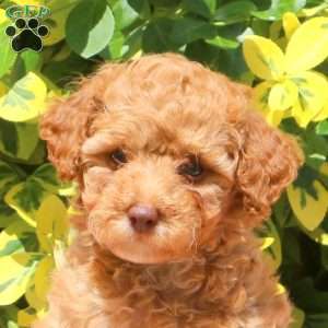 Hanna, Miniature Poodle Puppy