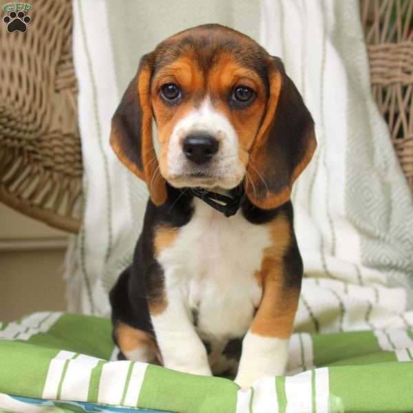 Hannah, Beagle Puppy