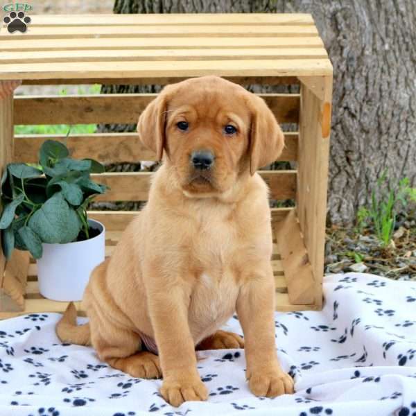 Happy, Fox Red Labrador Retriever Puppy