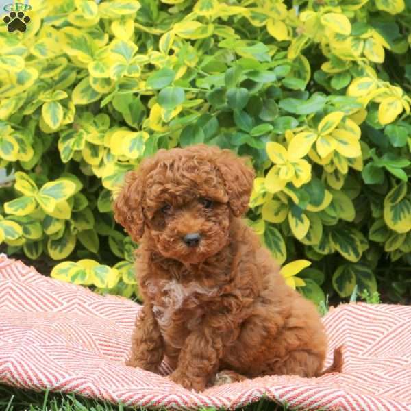Happy, Miniature Poodle Puppy