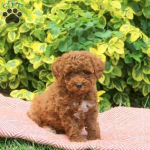 Happy, Miniature Poodle Puppy