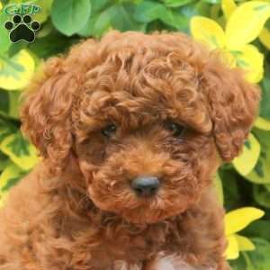 Happy, Miniature Poodle Puppy