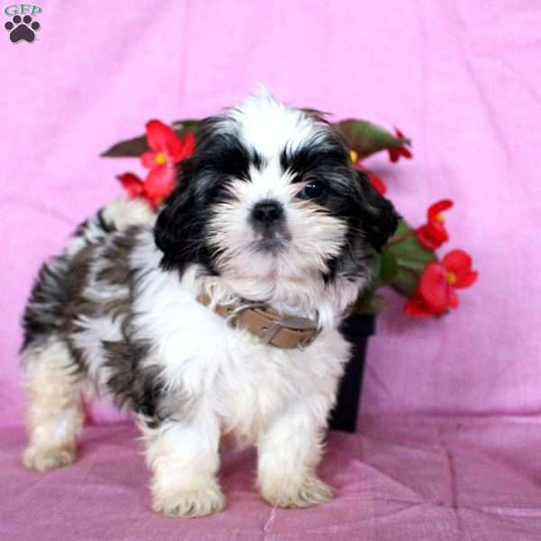 Happy, Shih Tzu Puppy