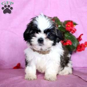 Happy, Shih Tzu Puppy