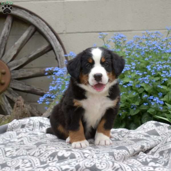 Harbor, Bernese Mountain Dog Puppy