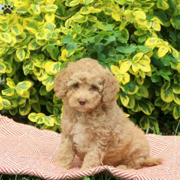 Harlem, Miniature Poodle Puppy