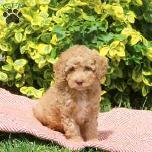 Harlem, Miniature Poodle Puppy